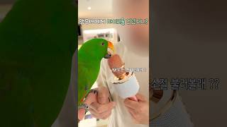앵무새에게 마이크를 건넸더니 ?         #뉴기니아 #뉴기니아앵무새 #앵무새#eclectus #eclectusparrot #parrot #birds #shorts
