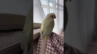 성장하는 우리 코코#코뉴어 앵무새#코코