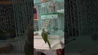 뭐하는겨? #앵무새 #parrot #탈출 #퀘이커