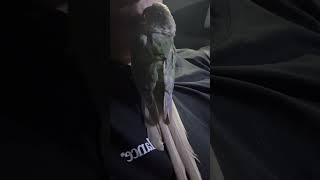 아빠한테 꼭 붙어서 떨어지지를 않네 ㅎㅎ#birds #birb #parrot #앵무새 #코뉴어 #conure