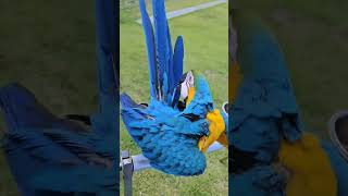 깃털 관리하는 남자/청금강 청일이