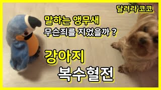 강아지장난감, 말하는앵무새, 강아지인형