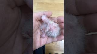 조생 3일차와 7일차 | 코뉴어 | 이유조 #birds…