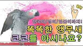 [수다쟁이 회색앵무 코코] EP30. 한국어/영어/일본어까지! 말하는 앵무새 코코