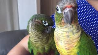 앵무새 부부의 꽁냥꽁냥. 마지막 랑이의 한마디는?