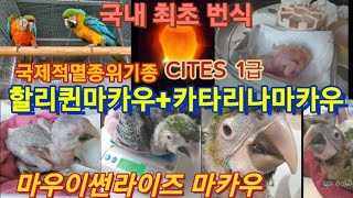 국내최초 번식 마우이썬라이즈 마카우