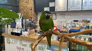 리프패럿 울주점의 한스마카우