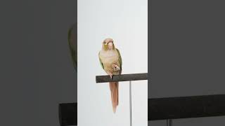 미나리사진 모음_#birds #birdslover #p…