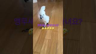 많이 받는 질문. 앵무새는 날아다녀요? 아뇨 ㅋㅋ 걸어…