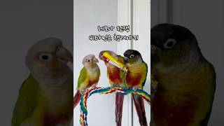 피곤할때 비타민은 꼭 챙겨야지!!#코뉴어#비타민전쟁#레모나#birds#parrot