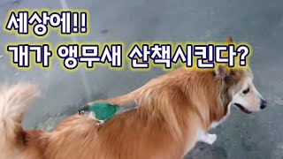 고돌이(앵무새) 산책시키는 대한이