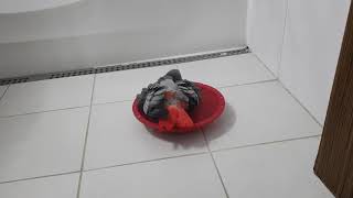 회색앵무새 목욕