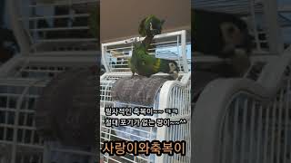 사랑이와축복이의 장난감 쟁탈전~♡