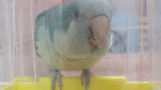 퀘이커앵무새 순도리♡부츄 보고싶으면 드루와요