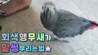 날개달린 비글.. 회색앵무새 김수리..