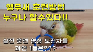 앵무새 훈련배우기 이벤트(parrot training)…
