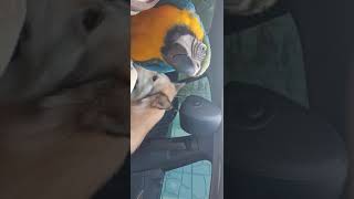 앵무새가 말을 배우면 안되는 이유 청금강 앵무새 소음 청금강 앵무새 매력은 넘침 ^^