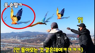 산 꼭대기에서 앵무새를 날렸더니?? 이게 가능해?!!ㄷ…