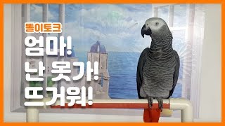 [연구대상 앵무새 똘이] 곰 세마리 노래하는 앵무새