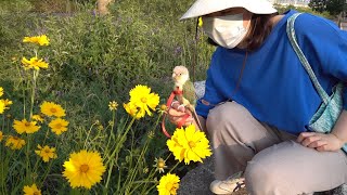 앵무새 산책시 주의사항(Feat.뚜비근황)