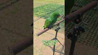 아기 뉴기니아 크롱이 아마조나 방문기  #뉴기니아 #p…