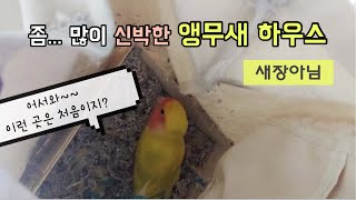 좀...신박한 앵무새 하우스 초대합니다 (feat.새장…