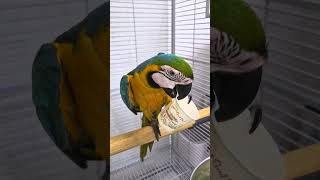 종이컵 하나에 신난 청금강 앵무새