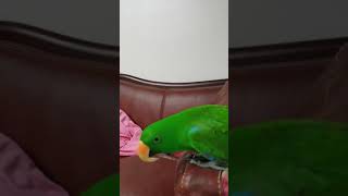 뉴기니아 앵무새 봄