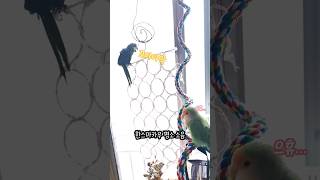 [모란앵무 한스마카우] 한스마카우 울음소리 #앵무새 #반려동물 #parrot #animal #hansmacaw #lovebird #bird #앵집사