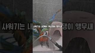 물속성 왕 큰 앵무새가 욕심부리면 생기는일 ㅋㅋㅋㅋ #…