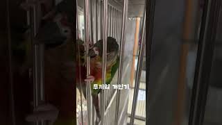 우리집 막둥이 두끼의 개인기#앵무새#코뉴어#귀여운앵무새