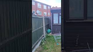 Quaker parrot and  cat #shorts