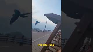 바람타고 비행하는 청금강앵무새 2 #shorts