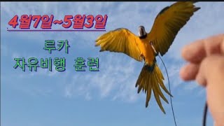 4월7일~5월3일 청금강앵무새 루카 자유비행 훈련과정