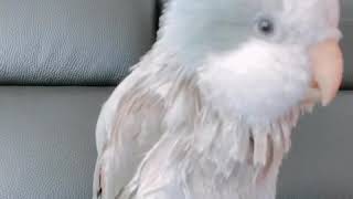 [퀘이커앵무 일구] 목욕 후 기분좋은 일구씨,, 초고음 일구야의 향연