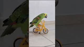 재미있는 앵무새