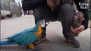 Parrot And Baby Monkey Ended On Bad Terms, Because.. | Kritter Klub