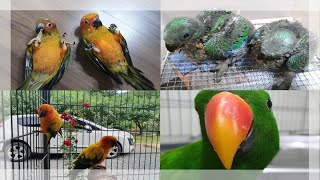 [대구앵무새농장]썬코뉴어 와 뉴기니아 앵무새이유조 입니…