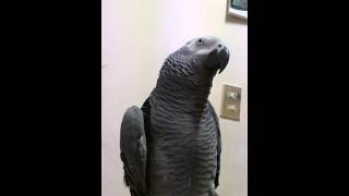 말하는 회색앵무 미소