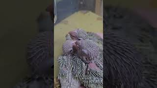 쩝쩝쪕 인생 첫 펠렛 잘한다!!       #펠렛적응중…