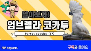 엄브렐라 코카투