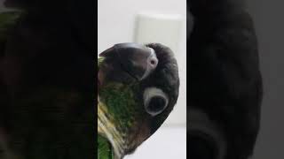 parrot_9