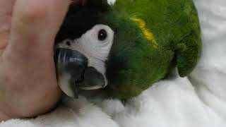 (Clip) 옐로우카라마카우 쓰담쓰담