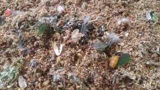 self injury Eclectus parrot th…