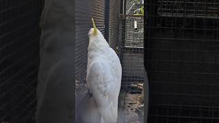 말따라하는 코카투 #코카투 #유황앵무 #호주동물원 #Lonepine