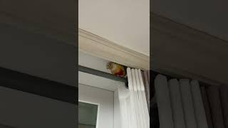 소망이의 일상(코뉴어)