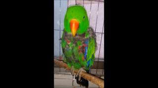 self-injury Eclectus parrot therapy course 71 (자해하는 뉴기니아앵무새 치료과정 71)
