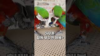 할리퀸 마카우 앵무새 함께 부수면 행복~ 가평 아마조나 #shorts