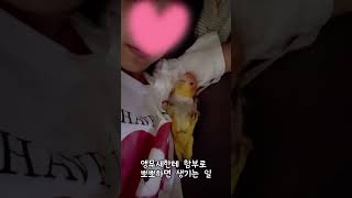 앵무새한테기습뽀뽀하면? #귀여운 #강아지 #parrot #반려동물 #반려조#앵무새#카이큐#노란머리카이큐#펫#pet#cute