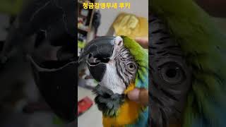 집사야 시원하구나 #shorts #청금강